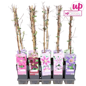 Clematis mix tray grootbloemig P15