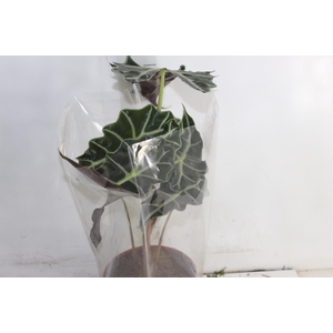 ALOCASIA POLLY P17