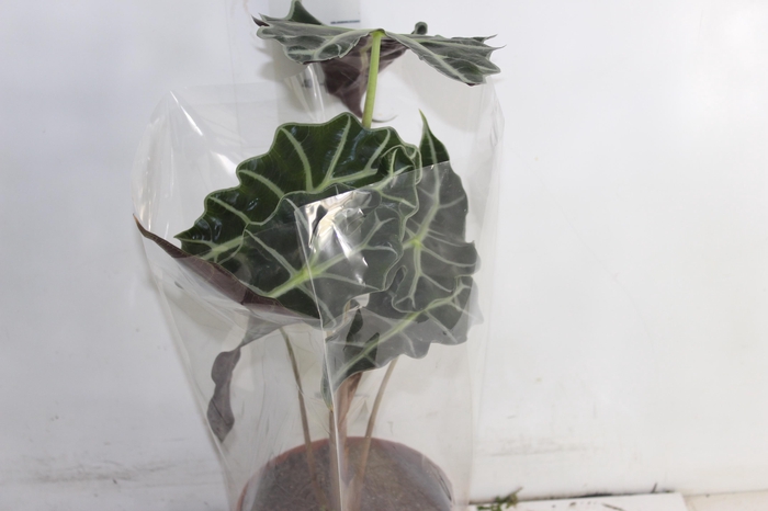 <h4>ALOCASIA POLLY P17</h4>