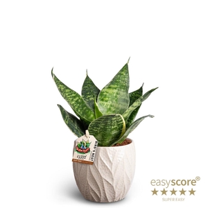 SANSEVIERIA TRIFASCIATA