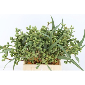 Euca Berry Medium 45cm P Bunch