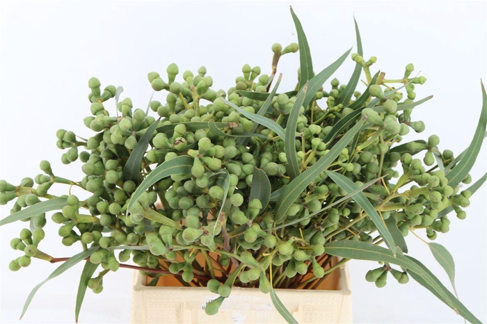 <h4>Euca Berry Medium 45cm P Bunch</h4>