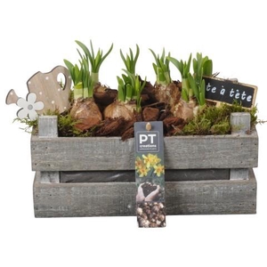 PTN8684 Arrangement Narcissus in houten bak