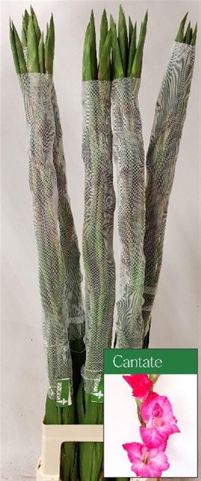 <h4>GLAD GR CANTATE</h4>