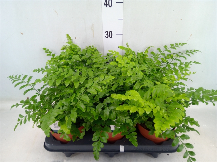 <h4>Asplenium parvati</h4>