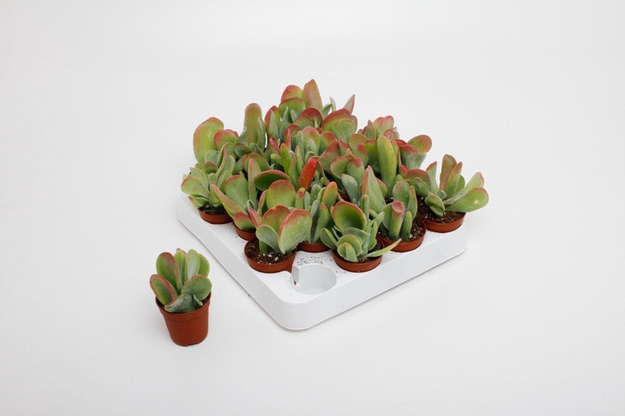 <h4>Kalanchoë Oricula</h4>