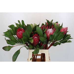 PROTEA CY MADIBA KING/MADIBA 70 CM