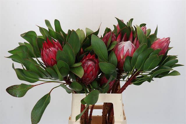 <h4>PROTEA CY MADIBA KING/MADIBA 70 CM</h4>