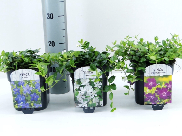 <h4>Vinca minor</h4>