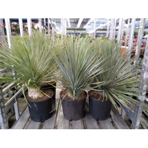 Yucca rostrata