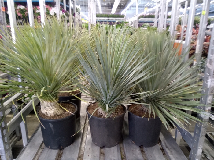 <h4>Yucca rostrata</h4>