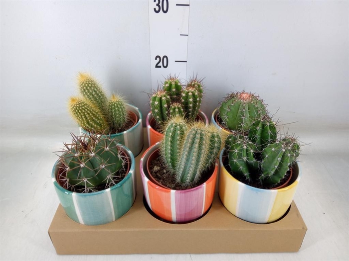 <h4>Cactus   ...</h4>