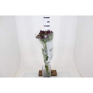 ALSTROEMERIA ONYX 080 CM