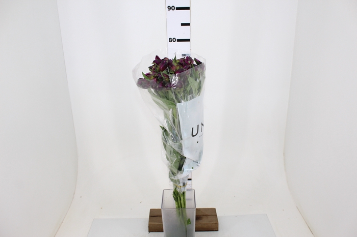 ALSTROEMERIA ONYX 080 CM