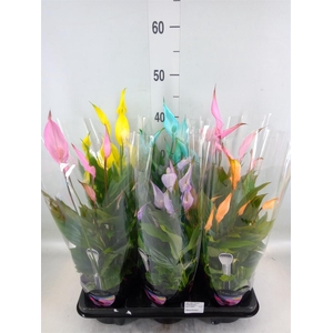 Spathiphyllum  'Bellini'