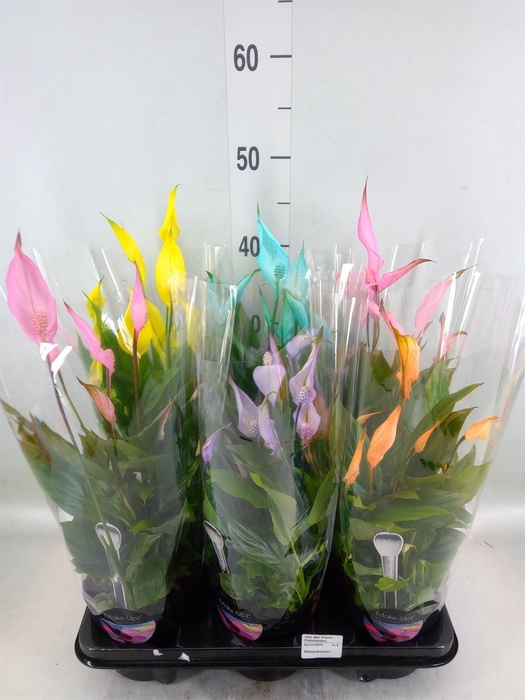 <h4>Spathiphyllum  'Bellini'</h4>