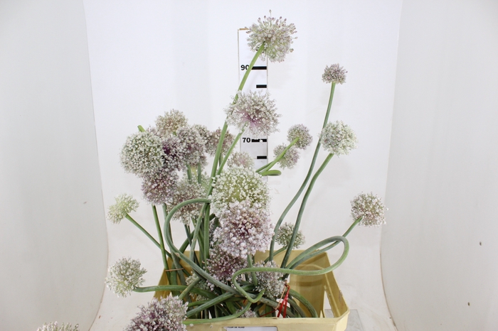 FLOR DE ALHO