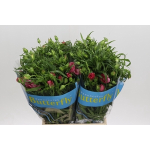 Ranunculus Butterfly Lycia