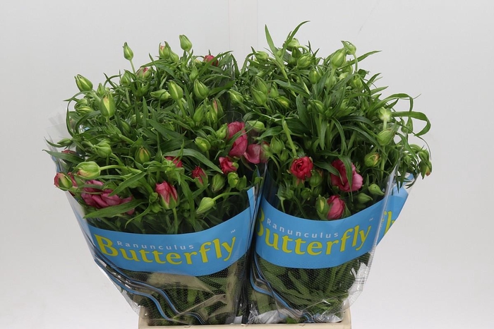 <h4>Ranunculus Butterfly Lycia</h4>