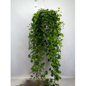 Hedera helix 'Pittsburgh'