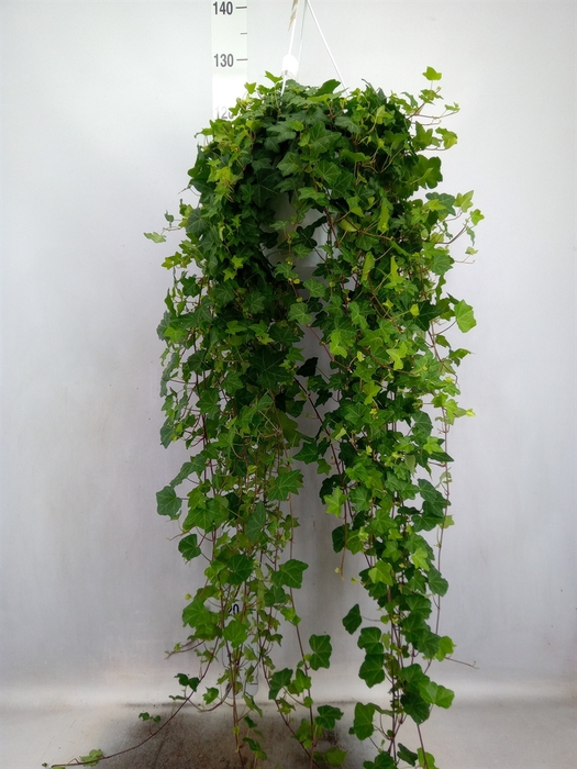<h4>Hedera helix 'Pittsburgh'</h4>