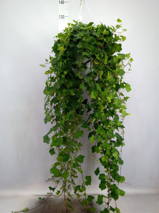 Hedera helix 'Pittsburgh'