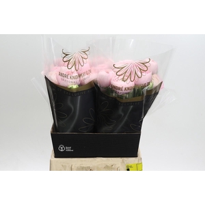 Ranunculus Clooney Lady