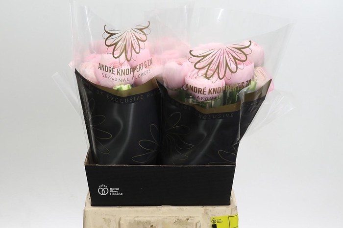 <h4>Ranunculus Clooney Lady</h4>
