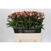 Paeonia Dr A Fleming