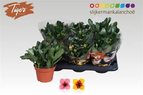 <h4>KALANCHOE TIGER MIX P15</h4>