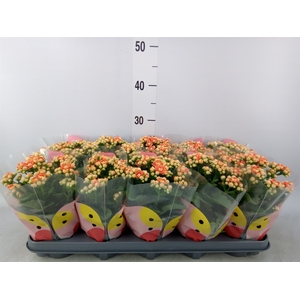 Kalanchoe  'MoreFlow Geneva'