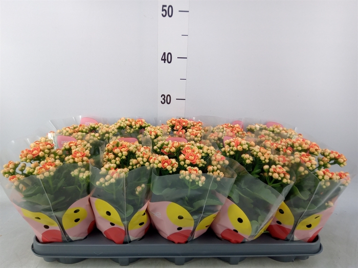 <h4>Kalanchoe  'MoreFlow Geneva'</h4>