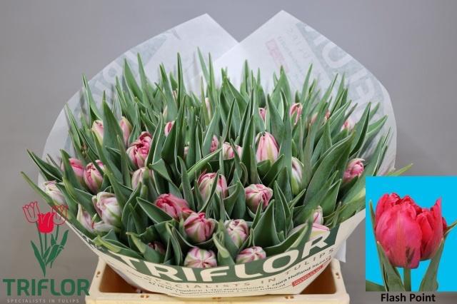 <h4>TU DU FLASH POINT</h4>