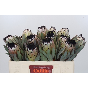 Protea Niobe