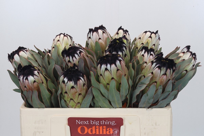 Protea Niobe