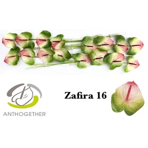 ANTH A ZAFIRA 16