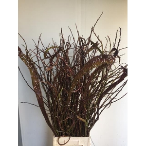 Salix Sekka Bandwilg