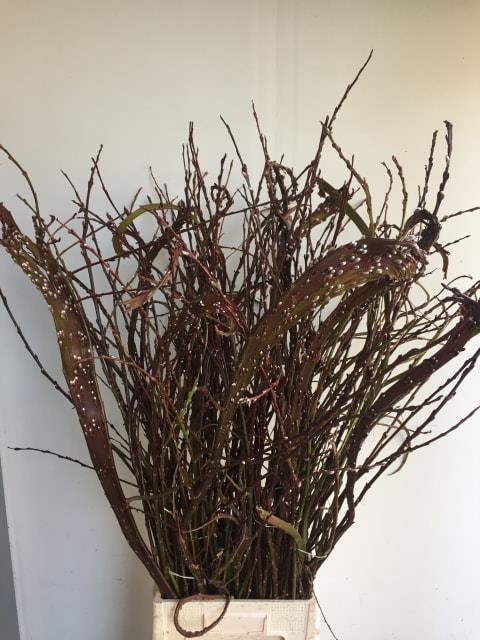 Salix Sekka Bandwilg