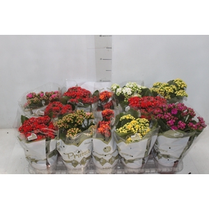 KALANCHOE DOBRADO P11
