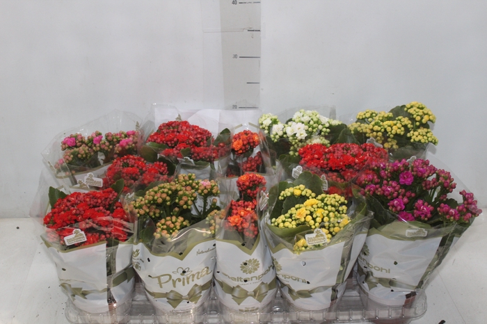 <h4>KALANCHOE DOBRADO P11</h4>
