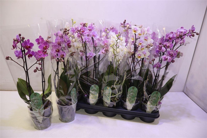 <h4>Phal Mf Gem 8 Kl</h4>