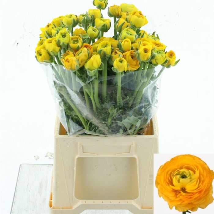 <h4>RAN EL YELLOW</h4>