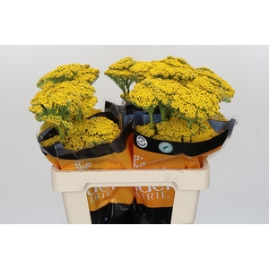 Achillea Golden Prairi