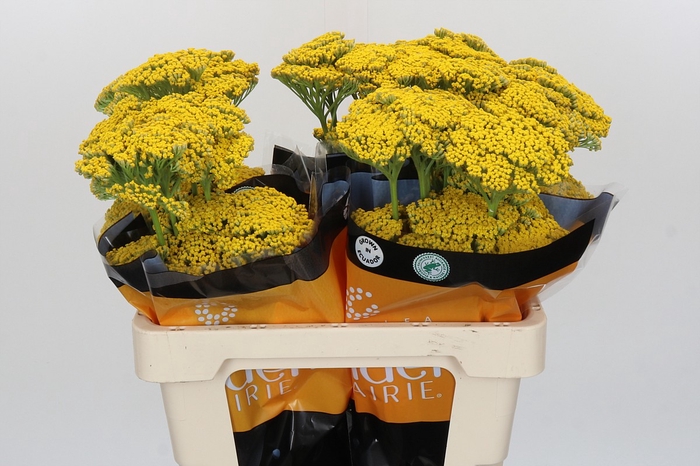 <h4>Achillea Golden Prairi</h4>