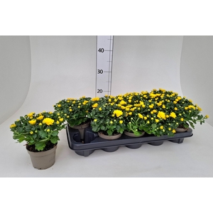 CHRYS GARDEN MUMS GM
