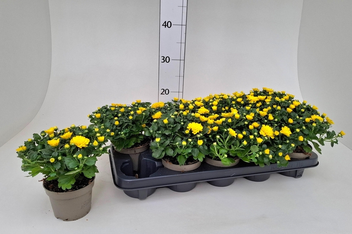 <h4>CHRYS GARDEN MUMS GM</h4>