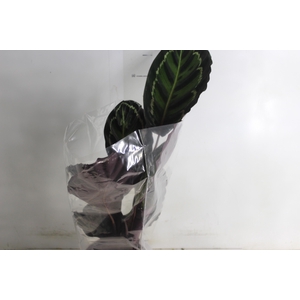 CALATHEA MEDALLION P17