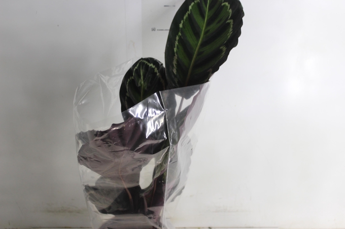 <h4>CALATHEA MEDALLION P17</h4>