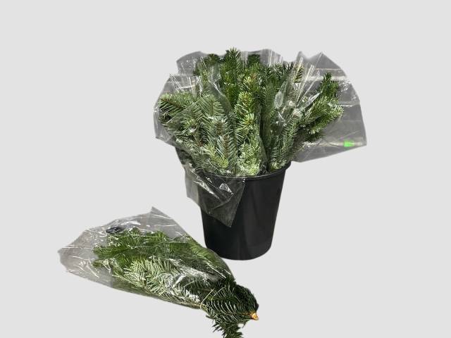 <h4>ABIES NORDMANN BS</h4>
