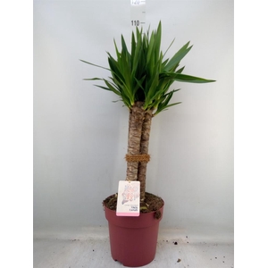 Yucca elephantipes   ...